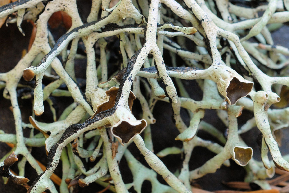 Forking Bone Lichen  - Wildflowers Found in Oregon