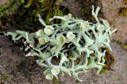 Lichen, Forking Bone