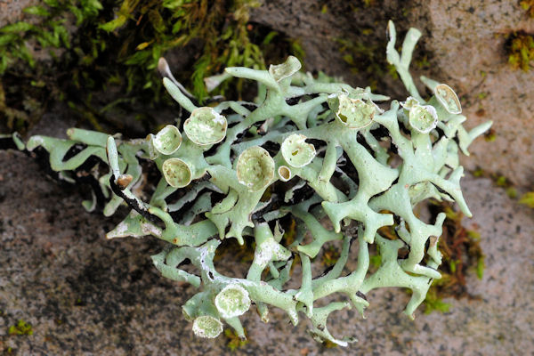 Forking Bone Lichen