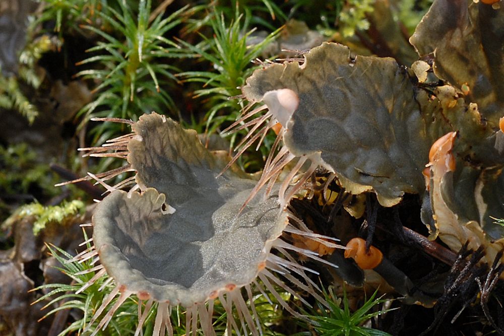 Frog Pelt Lichen  - Wildflowers Found in Oregon