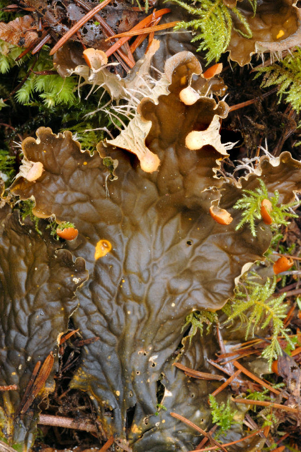 Frog Pelt Lichen  - Wildflowers Found in Oregon