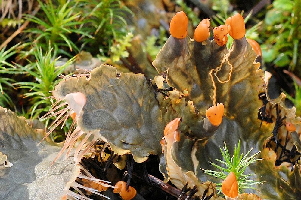 Frog Pelt Lichen  - Wildflowers Found in Oregon