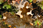 Lichen, Frog Pelt