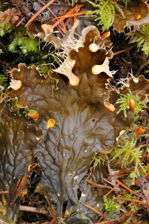 Frog Pelt Lichen