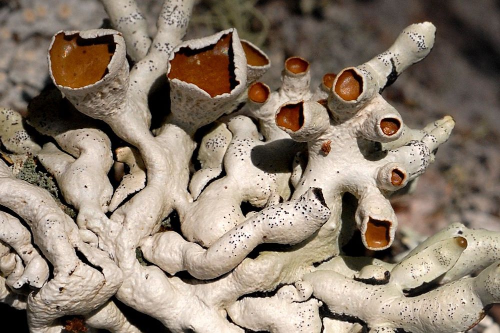 Hypogymnia Apinnata Lichen  - Wildflowers Found in Oregon