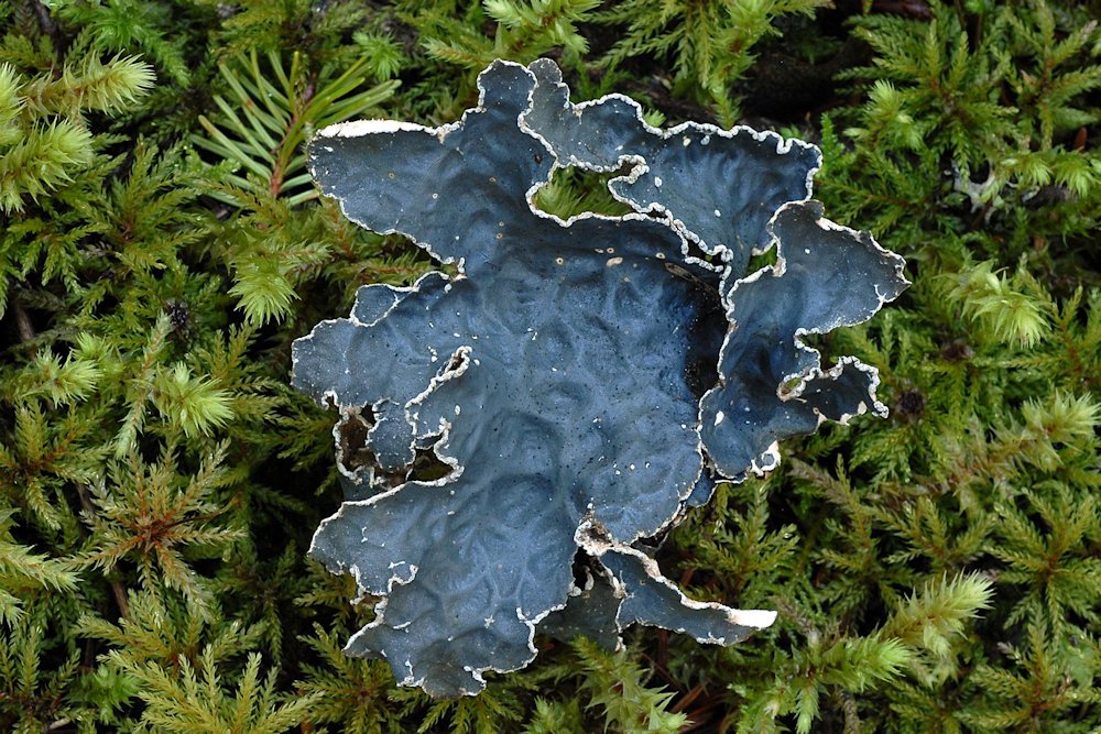 Lungwort Lichen  - Wildflowers Found in Oregon