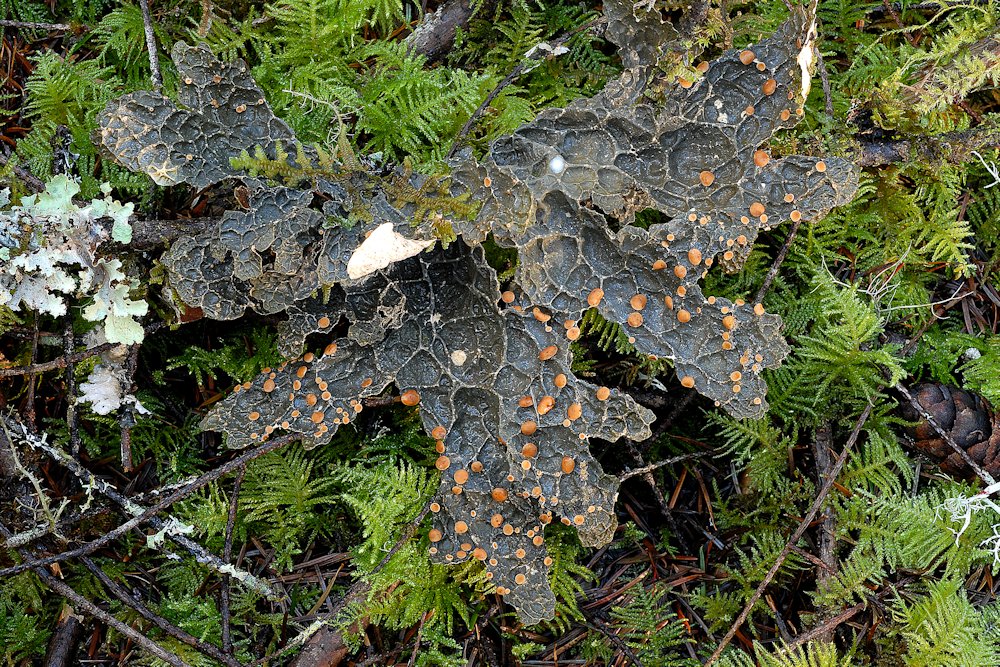 Lungwort Lichen  - Wildflowers Found in Oregon