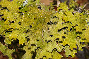 Lichen, Lungwort