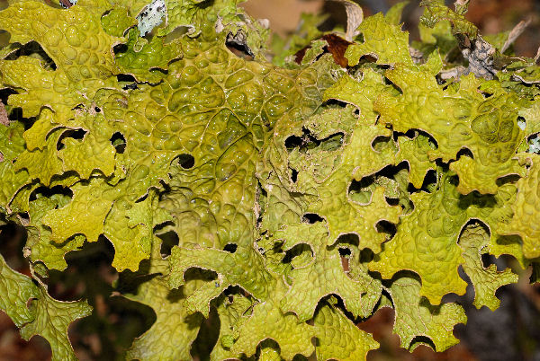 Lungwort Lichen