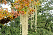 Lichen, Methuselah's Beard