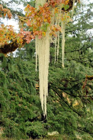 Methuselah's Beard Lichen