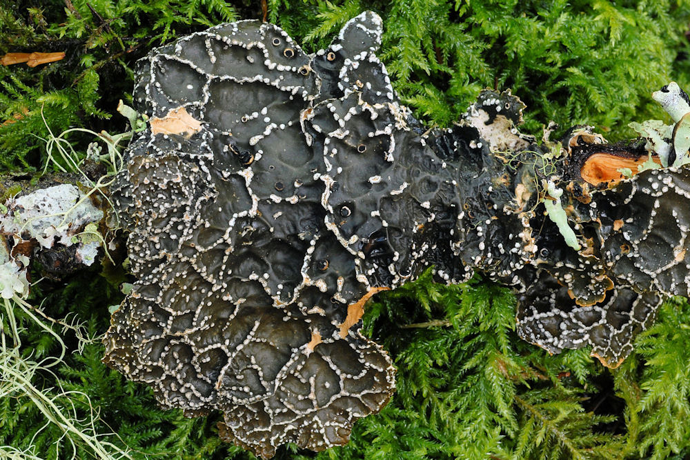 Netted Specklebelly Lichen  - Wildflowers Found in Oregon