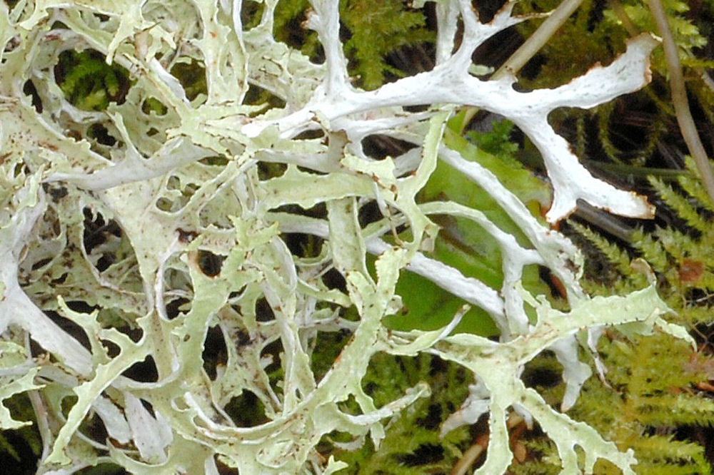 Platismatia stenophylla Lichen  - Wildflowers Found in Oregon