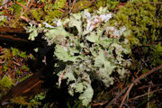 Lichen, Ragbag