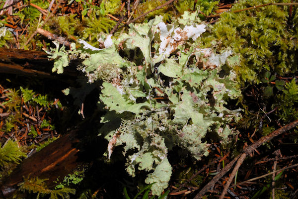 Ragbag Lichen