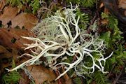 Lichen, Ramalina Farinacea
