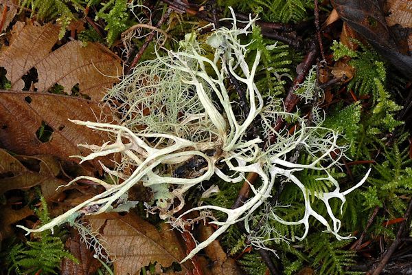 Ramalina Farinacea Lichen