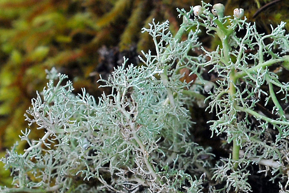 Sphaerophorus Tuckermanii Lichen  - Wildflowers Found in Oregon