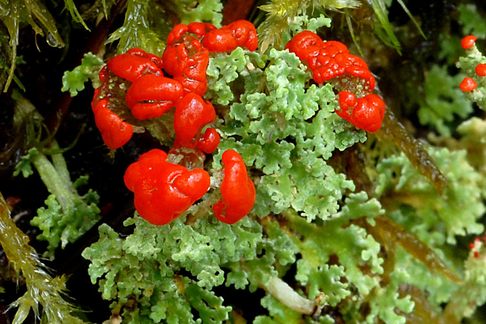 Toy Soldiers Lichen  - Wildflowers Found in Oregon