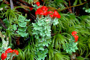 Lichen, Toy-Soldiers