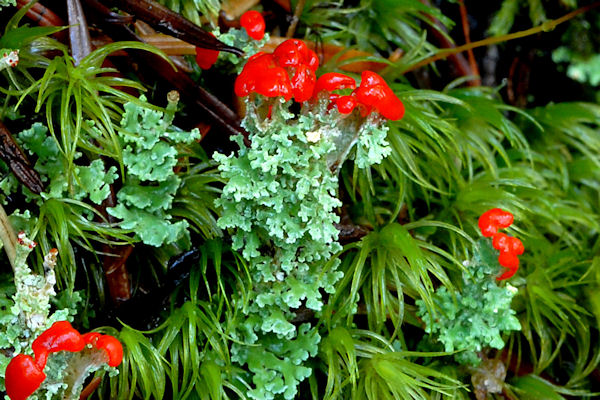 Toy Soldiers Lichen