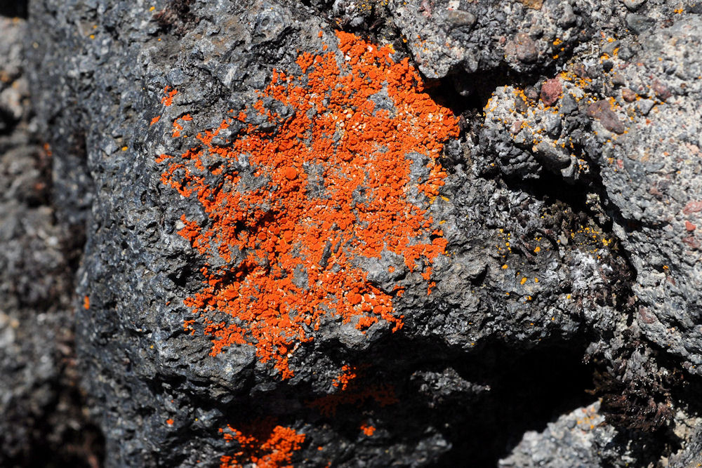 Xanthoria Elegans	Lichen  - Wildflowers Found in Oregon