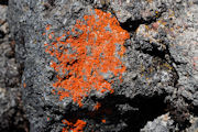 Lichen, Xanthoria Elegans