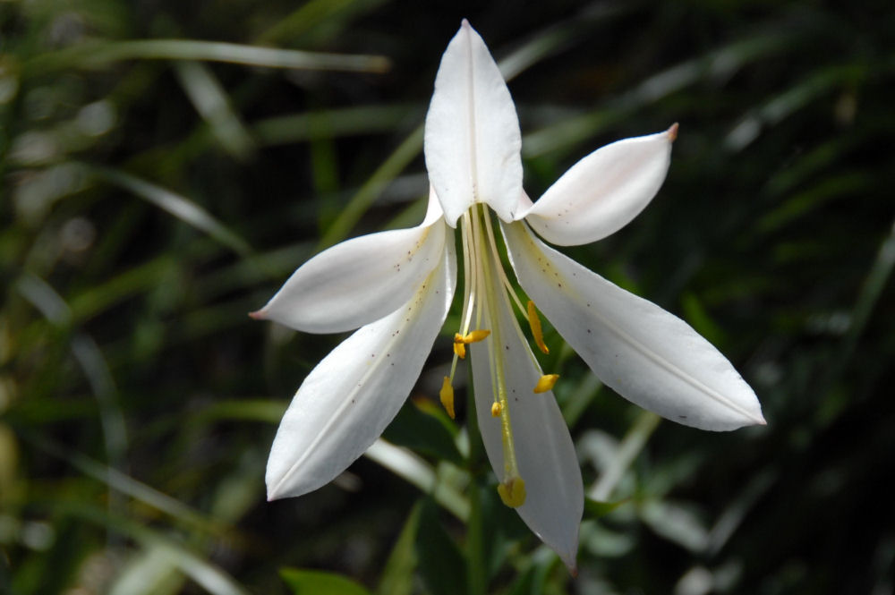 Cascade Lily