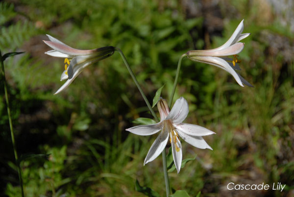 Cascade Lily