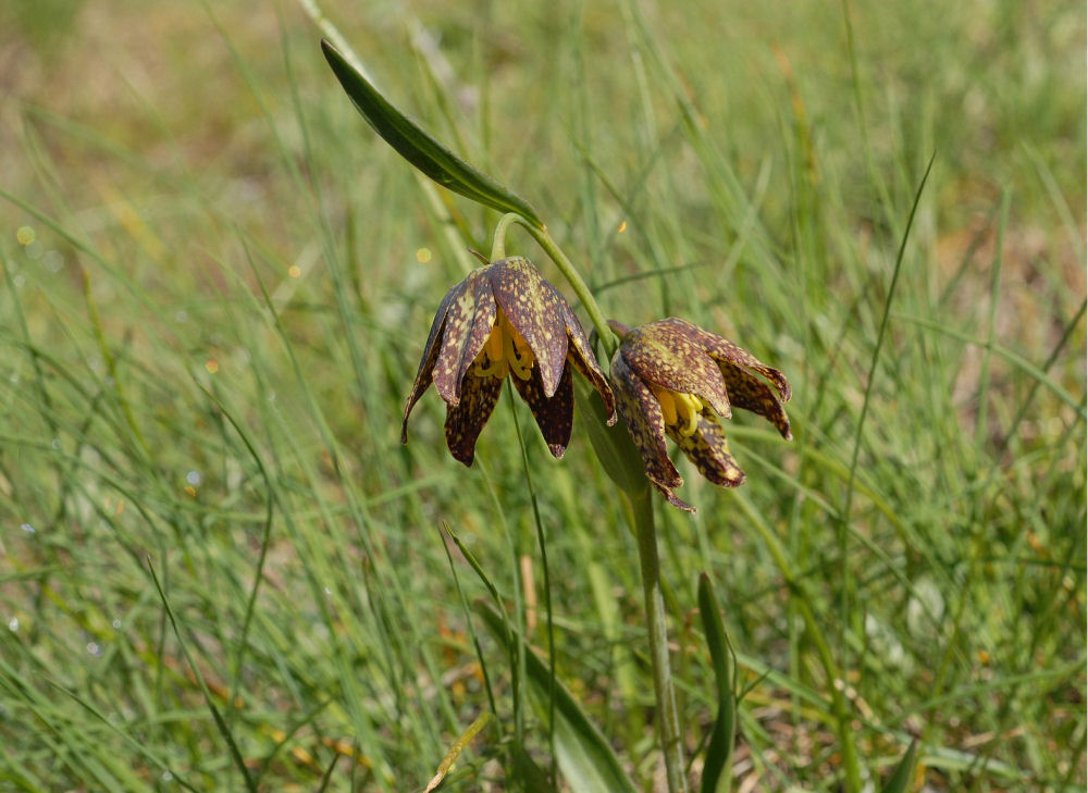 Chocolate Lily