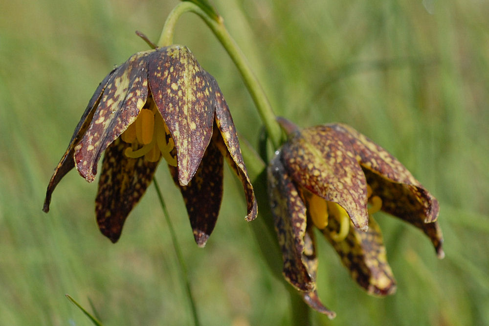 Chocolate Lily