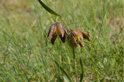 Lily, Chocolate