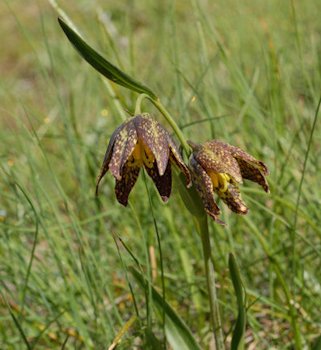 Chocolate Lily