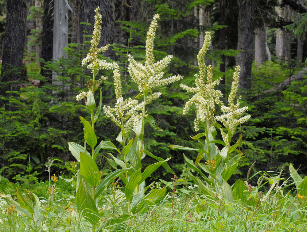 Corn Lily  