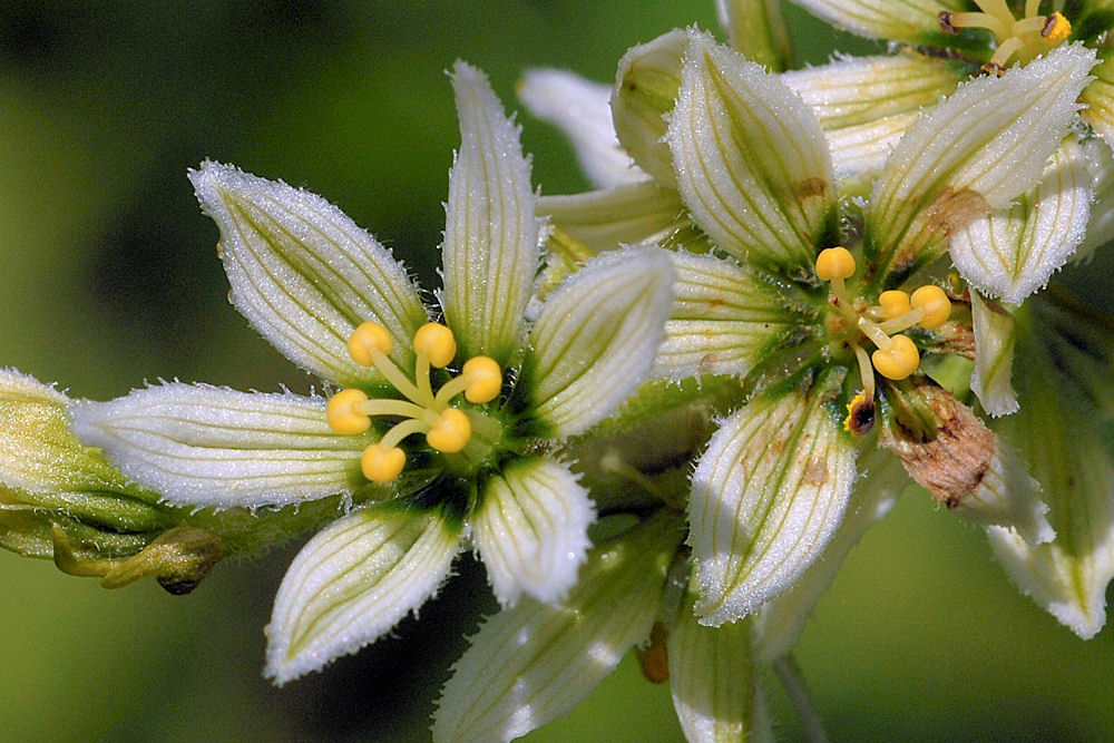 Corn Lily Flower 