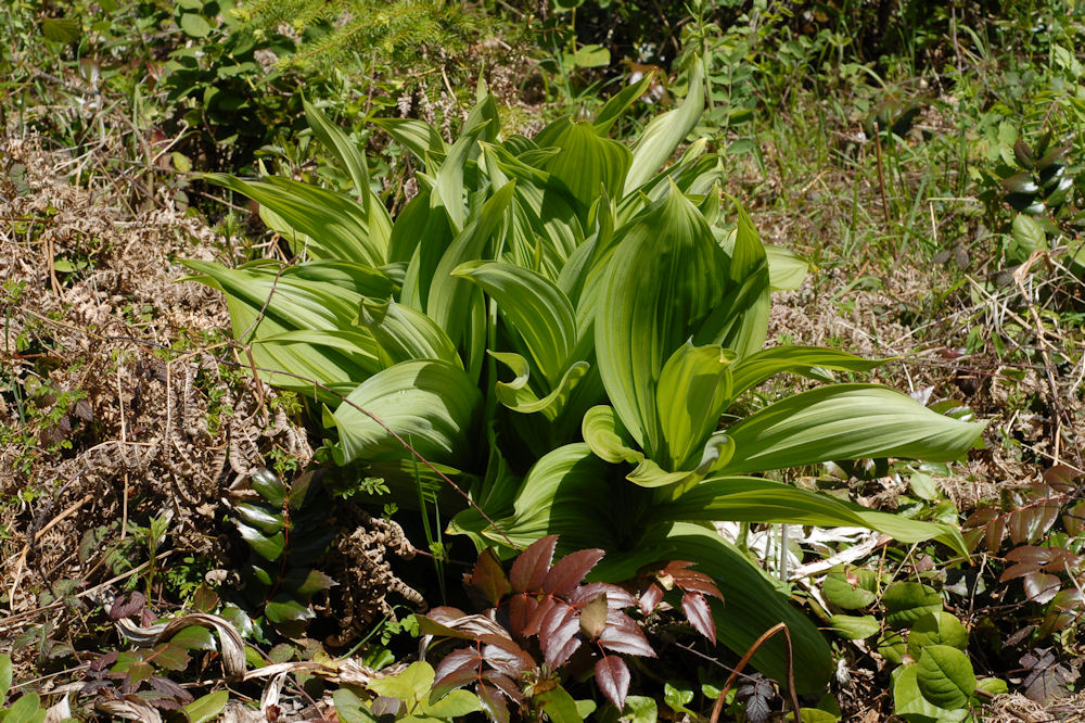 Corn Lily Flower 