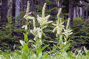 Lily, Corn