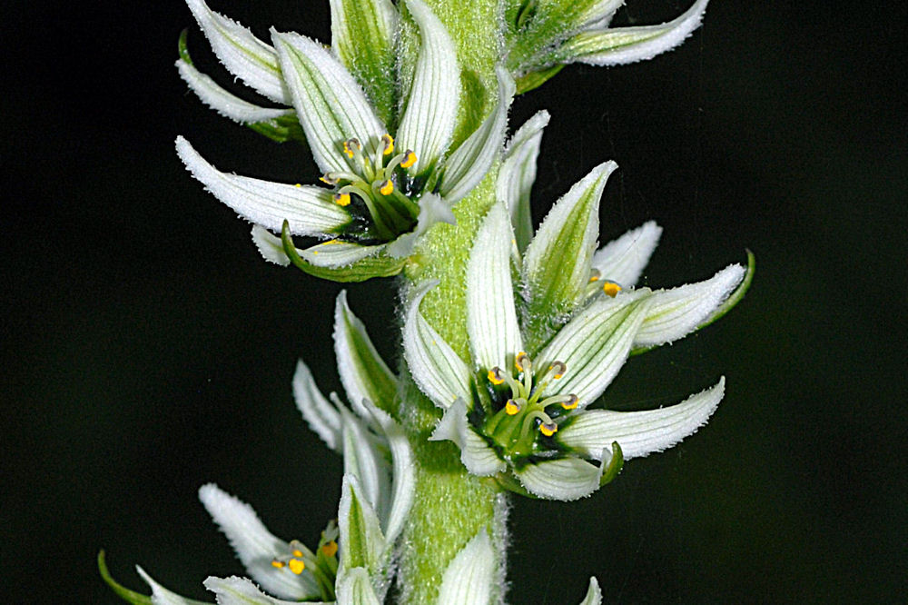 Corn Lily Stalk