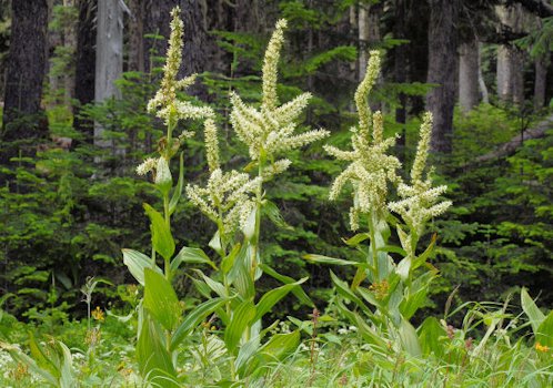 Corn Lily