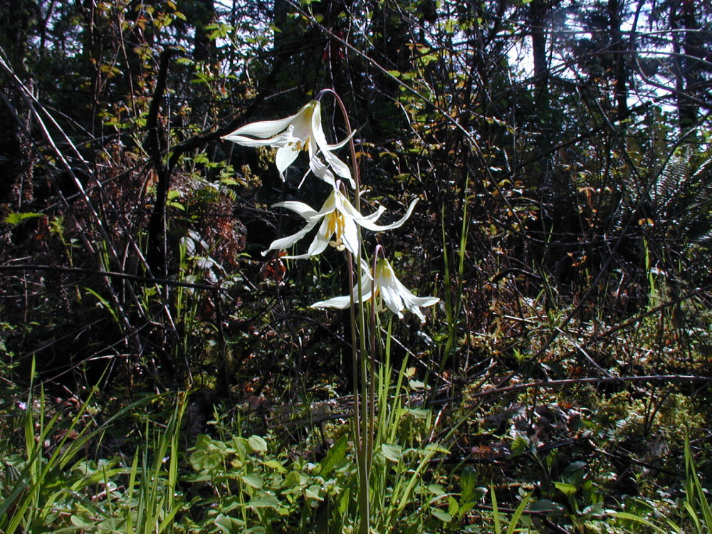 Oregon Fawn Lily 