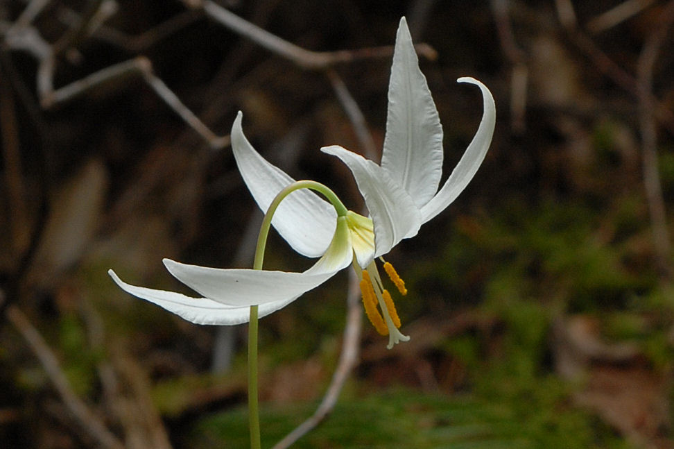 Oregon Fawn Lily 