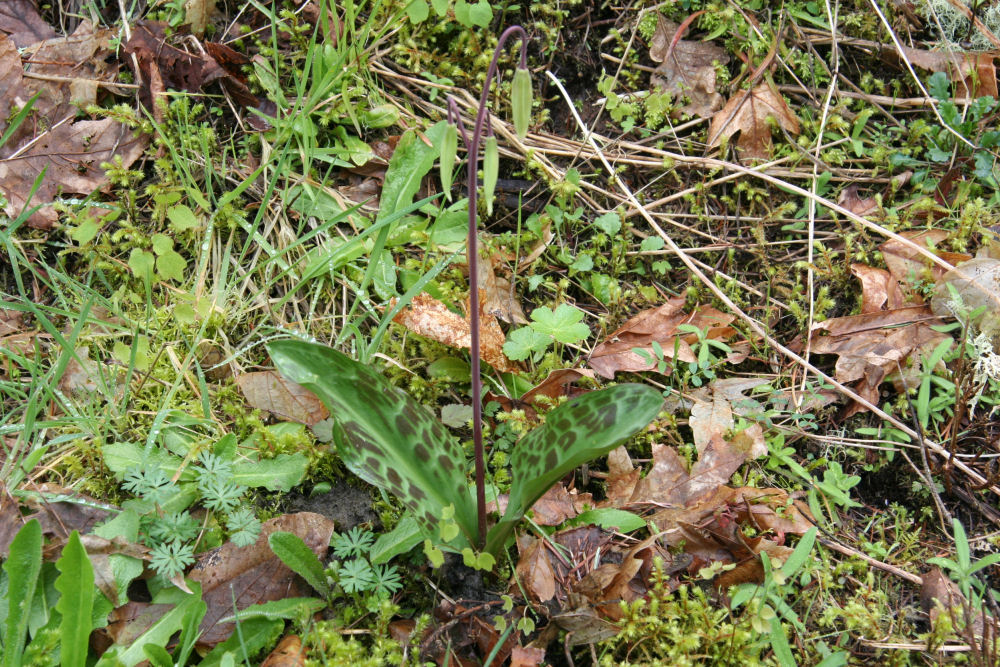 Oregon Fawn Lily 