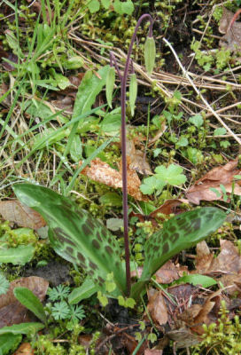 Oregon Fawn Lily Leaves