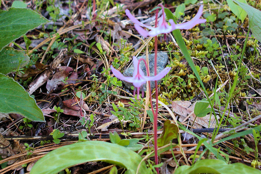 Oregon Fawn Lily 