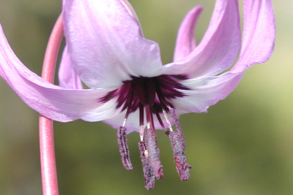 Oregon Fawn Lily 