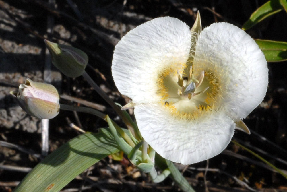 Subalpine Mariposa Lily 