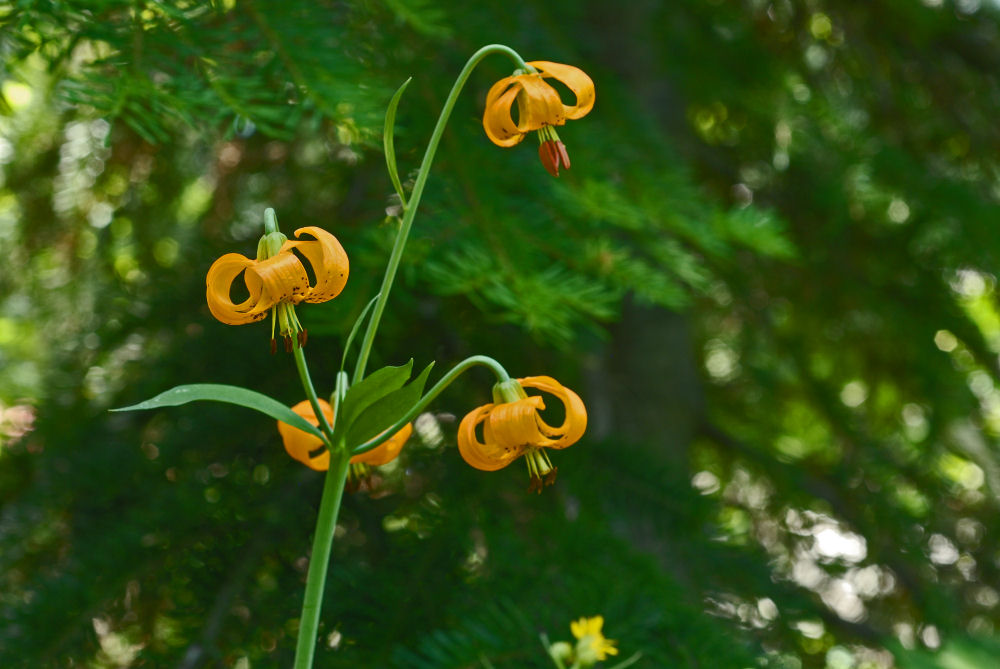 Tiger Lily 