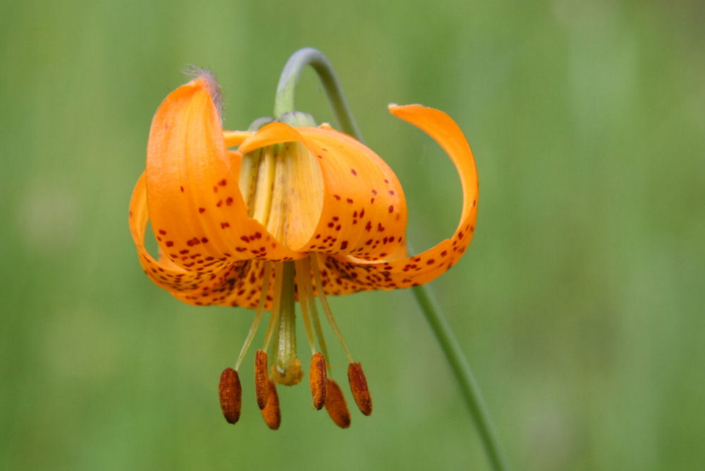 Tiger Lily 