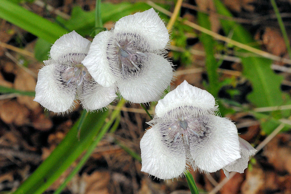 Tolmie's Mariposa Lily 