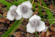Lily, Tolmie's Mariposa